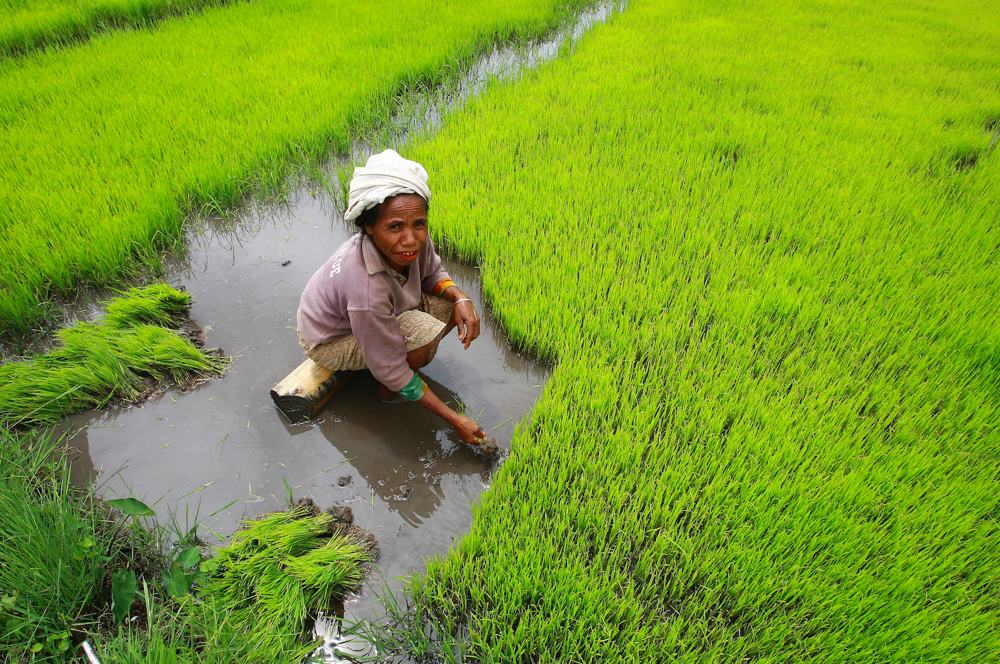 UN/DESA Policy Brief #102: Population, food security, nutrition and sustainable development UN/DESA Policy Brief #102: Population, food security, nutrition and sustainable development